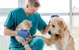 رونق بازار پتشاپها در ایران | رشد ۲۰۰ درصدی در چهار سال اخیر رونق بازار پتشاپها در ایران | رشد ۲۰۰ درصدی در چهار سال اخیر