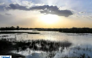 هامون مُرد ؛ سم مهلک زیر جلد یارانه ! هامون مُرد ؛ سم مهلک زیر جلد یارانه !