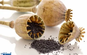 کشت خشخاش در ایران دوباره بر سر زبان ها افتاد کشت خشخاش در ایران دوباره بر سر زبان ها افتاد