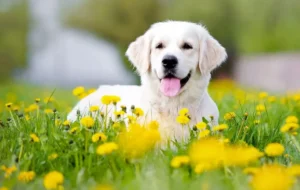 10 گیاه دارویی برای تقویت سیستم ایمنی حیوانات خانگی 10 گیاه دارویی برای تقویت سیستم ایمنی حیوانات خانگی