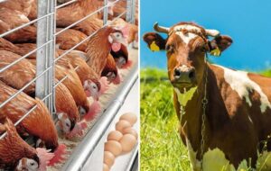 100 درصد سهمیه ذرت و جو و 50 درصد سهمیه سویا آذر توزیع شد 100 درصد سهمیه ذرت و جو و 50 درصد سهمیه سویا آذر توزیع شد