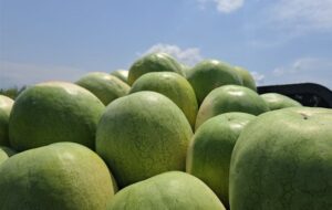 252 هزار تن هندوانه تازه برای تنظیم بازار شب یلدا عرضه میشود 252 هزار تن هندوانه تازه برای تنظیم بازار شب یلدا عرضه میشود