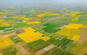 70 درصد اراضی کشاورزی سنددار شدند 70 درصد اراضی کشاورزی سنددار شدند