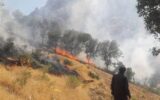 آتش‌سوزی عمدی جنگل‌ها در ۴ نقطه بویراحمد
