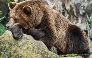 آخرین ضیافت خرسها در جنگلهای هیرکانی/ چرا خرسها این روزها بیشتر دیده میشوند؟ آخرین ضیافت خرسها در جنگلهای هیرکانی/ چرا خرسها این روزها بیشتر دیده میشوند؟