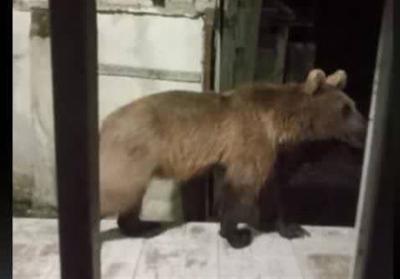 آخرین ضیافت خرسها در جنگلهای هیرکانی/ چرا خرسها این روزها بیشتر دیده میشوند؟ اخبار استان مازندران , اخبار ساری ,