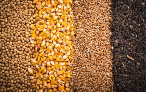 آغاز تخلیه و بارگیری نهاده های دامی تحت کلید دولت آغاز تخلیه و بارگیری نهاده های دامی تحت کلید دولت