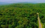 الگوی «جنگل‌داری اجتماعی» در زاگرس/تامین معیشت 10 میلیون نفراز جنگل
