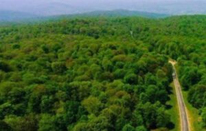 الگوی «جنگلداری اجتماعی» در زاگرس/تامین معیشت 10 میلیون نفراز جنگل الگوی «جنگلداری اجتماعی» در زاگرس/تامین معیشت 10 میلیون نفراز جنگل