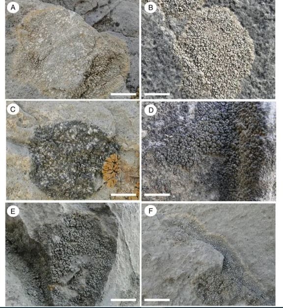 این گیاه درحال نابودی تخت جمشید است! + عکس این گیاه درحال نابودی تخت جمشید است! + عکس