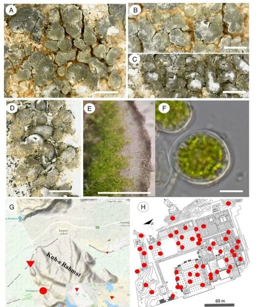 این گیاه درحال نابودی تخت جمشید است! + عکس این گیاه درحال نابودی تخت جمشید است! + عکس