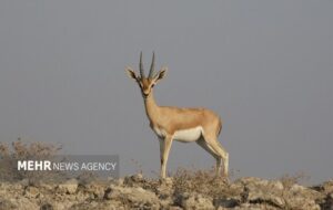 اینجا شاهرود است؛ همزیستی مسالمتآمیز اینجا شاهرود است؛ همزیستی مسالمتآمیز