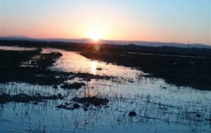 بحران زیست محیطی زباله در تالاب آلماگل/ امنیت زیستی منطقه را تهدید میکند بحران زیست محیطی زباله در تالاب آلماگل/ امنیت زیستی منطقه را تهدید میکند