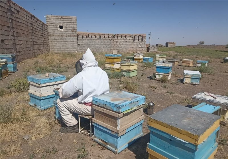 بحران پنهان در بازار عسل/ وقتی زنبوردار میجنگد اما بازار رهاست/ جولان عسلهای تقلبی! اخبار استان مازندران , کشاورزی ,