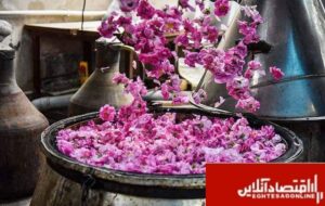 برگزاری جشنواره گلابگیری در کرج/برپایی ۴۰ غرفه در سیاه چادر کرمانشاه برگزاری جشنواره گلابگیری در کرج/برپایی ۴۰ غرفه در سیاه چادر کرمانشاه