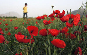 بزرگ ترین دشت لاله ها در نزدیکی تهران + عکس بزرگ ترین دشت لاله ها در نزدیکی تهران + عکس