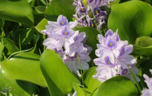 تاختوتاز “شیطان بنفش” در شمال ایران/ بحران زیستمحیطی تمامعیار “سنبل آبی” در تالابها تاختوتاز “شیطان بنفش” در شمال ایران/ بحران زیستمحیطی تمامعیار “سنبل آبی” در تالابها