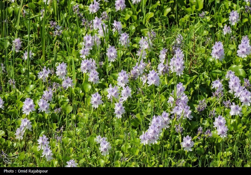 تاختوتاز "شیطان بنفش" در شمال ایران/ بحران زیستمحیطی تمامعیار "سنبل آبی" در تالابها اخبار استان مازندران , اخبار ساری , نظام مسائل استان مازندران , نظام مسائل استان ,