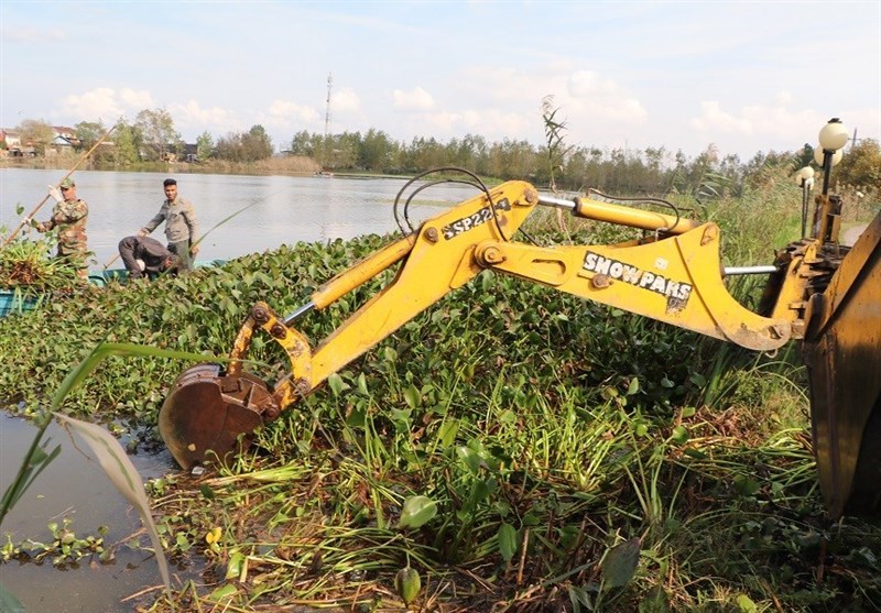 تاختوتاز "شیطان بنفش" در شمال ایران/ بحران زیستمحیطی تمامعیار "سنبل آبی" در تالابها اخبار استان مازندران , اخبار ساری , نظام مسائل استان مازندران , نظام مسائل استان ,