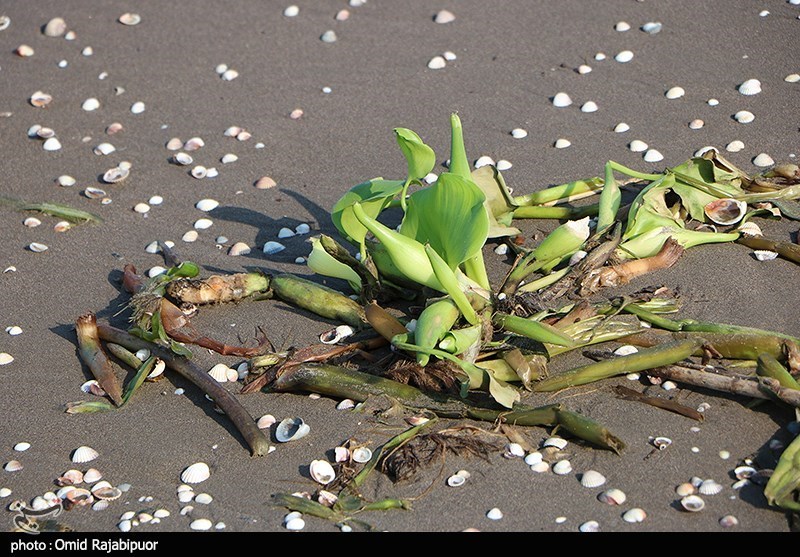 تاختوتاز "شیطان بنفش" در شمال ایران/ بحران زیستمحیطی تمامعیار "سنبل آبی" در تالابها اخبار استان مازندران , اخبار ساری , نظام مسائل استان مازندران , نظام مسائل استان ,