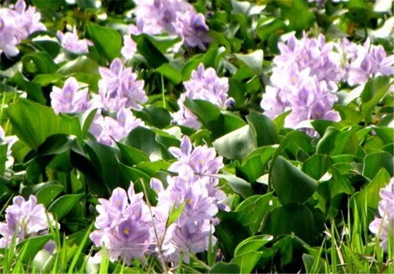 تاختوتاز "شیطان بنفش" در شمال ایران/ بحران زیستمحیطی تمامعیار "سنبل آبی" در تالابها اخبار استان مازندران , اخبار ساری , نظام مسائل استان مازندران , نظام مسائل استان ,