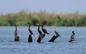 تالاب میانکاله خشک شد! تالاب میانکاله خشک شد!
