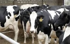 تب برفکی تولید شیر و گوشت را 20 درصد کاهش داد تب برفکی تولید شیر و گوشت را 20 درصد کاهش داد