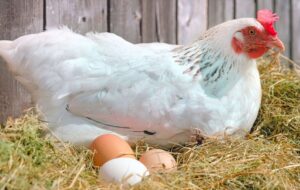 تخممرغ در آستانه کمیابی؟ / مرغداران هشدار دادند تخممرغ در آستانه کمیابی؟ / مرغداران هشدار دادند