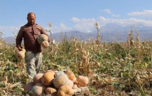 تسلط چین بر تولید جهانی کدو تنبل؛ ایران در جایگاه ۳۲ صادراتی قرار گرفت تسلط چین بر تولید جهانی کدو تنبل؛ ایران در جایگاه ۳۲ صادراتی قرار گرفت