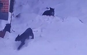 تصویربرداری نادر از دو قلاده سیاهگوش «لینکس» در طبیعت مهدیشهر تصویربرداری نادر از دو قلاده سیاهگوش «لینکس» در طبیعت مهدیشهر