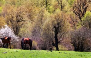 تعطیلات این هفته به کجا سفر کنیم؟ / قیمت انواع تور جنگلی + جدول تعطیلات این هفته به کجا سفر کنیم؟ / قیمت انواع تور جنگلی + جدول