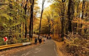 تماشاییترین جنگل ایران در پاییز تماشاییترین جنگل ایران در پاییز