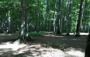 تور جنگلی ارزانقیمت چند؟ + جدول تور جنگلی ارزانقیمت چند؟ + جدول