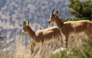 جمعیت حیات وحش اصفهان با وجود خشکسالی پایدار ماند جمعیت حیات وحش اصفهان با وجود خشکسالی پایدار ماند