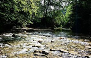 جنگلی که جیغ می کشد + عکس جنگلی که جیغ می کشد + عکس