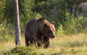 حضور خرس در منزل مسکونی خطیر کوه؛ هوشیاری مانع حادثه شد حضور خرس در منزل مسکونی خطیر کوه؛ هوشیاری مانع حادثه شد