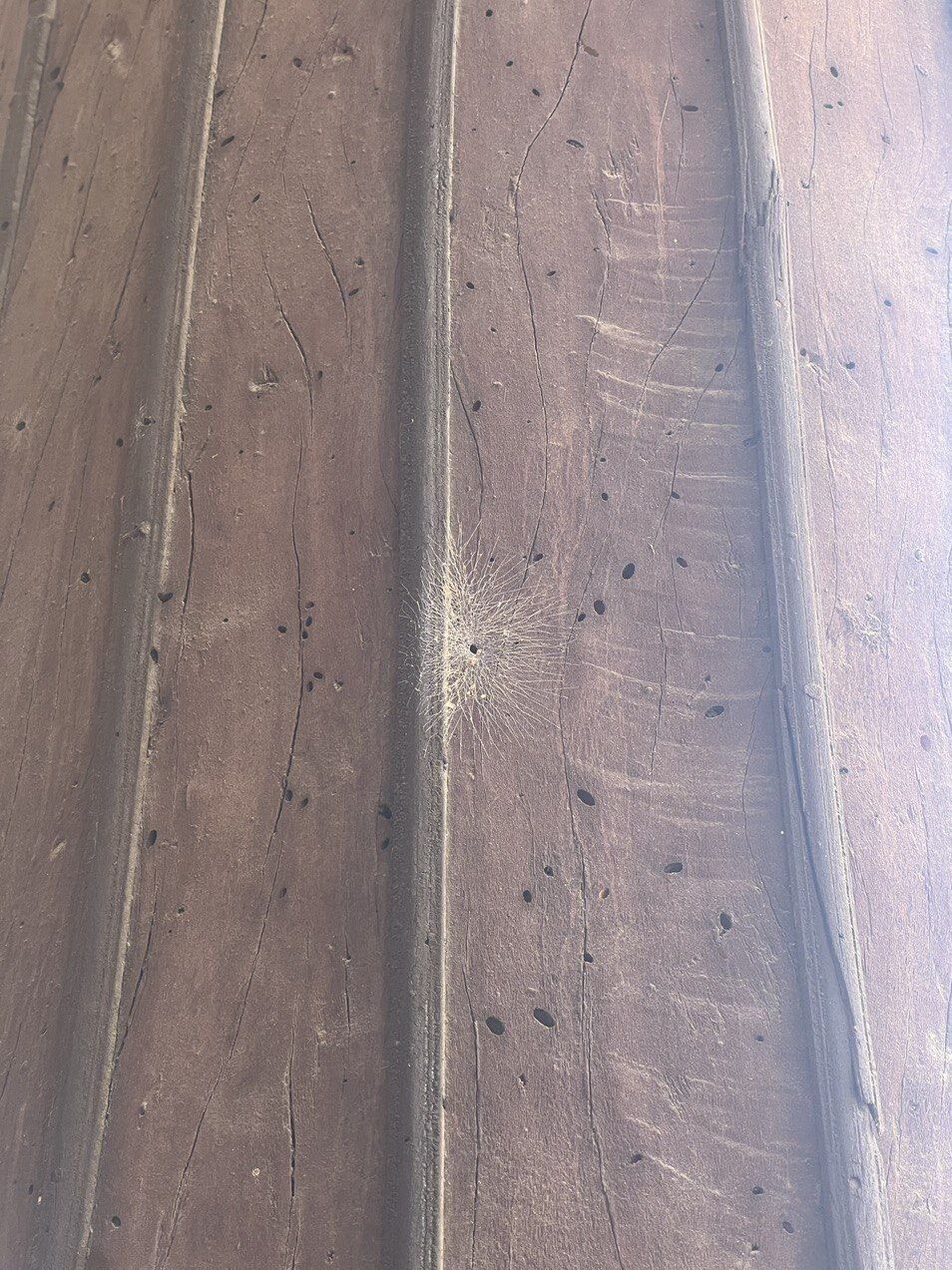 حمله موریانهها به ستونهای چهلستون + عکس حمله موریانهها به ستونهای چهلستون + عکس