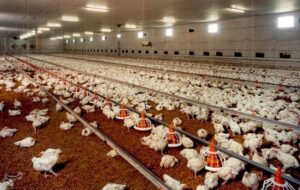 خشکسالی، جنگ اقتصادی و ضعف نظارت؛ 3 عامل اصلی بحران نهادههای دامی خشکسالی، جنگ اقتصادی و ضعف نظارت؛ 3 عامل اصلی بحران نهادههای دامی