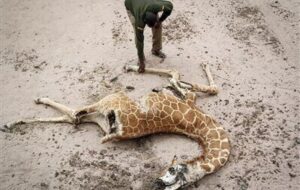 در باغ وحشهای ایران چه خبر است؟ در باغ وحشهای ایران چه خبر است؟