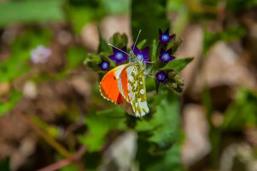دره ی پروانه کجاست؟ + عکس دره ی پروانه کجاست؟ + عکس