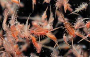 دریاچه ارومیه سرشار از ذخایر آرتمیا است دریاچه ارومیه سرشار از ذخایر آرتمیا است