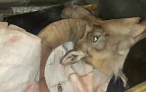 دستگیری شکارچیان غیرمجاز در منطقه شاهوار شاهرود دستگیری شکارچیان غیرمجاز در منطقه شاهوار شاهرود