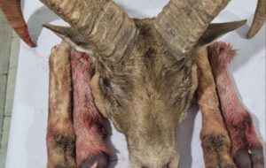 دستگیری شکارچیان متخلف و کشف لاشه گوسفند وحشی در شاهرود دستگیری شکارچیان متخلف و کشف لاشه گوسفند وحشی در شاهرود