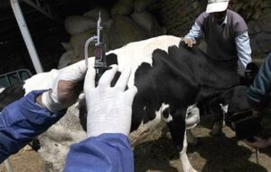 رئیس سازمان دامپزشکی: تب برفکی در ایران کنترل شد/ پاندمیهای جدید محتمل است رئیس سازمان دامپزشکی: تب برفکی در ایران کنترل شد/ پاندمیهای جدید محتمل است