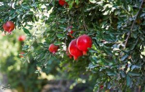 راز طلای سرخ در میانکاله/ محصولی که جای برنج و مرکبات را گرفت/ برگ برنده شمال چیست؟ راز طلای سرخ در میانکاله/ محصولی که جای برنج و مرکبات را گرفت/ برگ برنده شمال چیست؟