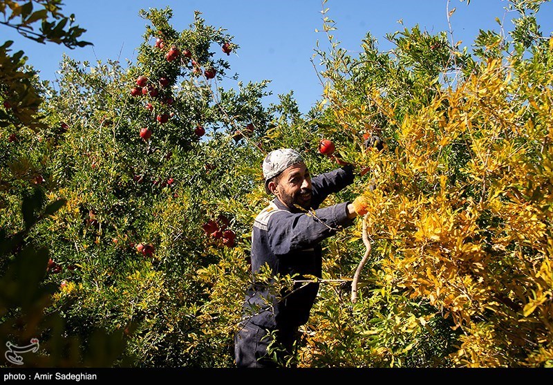 راز طلای سرخ در میانکاله/ محصولی که جای برنج و مرکبات را گرفت/ برگ برنده شمال چیست؟ اخبار ساری ,