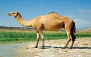 رتبه دوم تولید و پرورش شتر در خراسانجنوبی رتبه دوم تولید و پرورش شتر در خراسانجنوبی