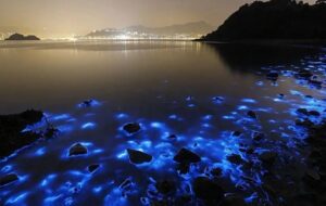 رفتیم چابهار سوغاتی چی بخریم؟ + لیست قیمت تورهای چابهار رفتیم چابهار سوغاتی چی بخریم؟ + لیست قیمت تورهای چابهار