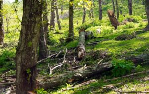 روایت میدانی یک فاجعه/ هیرکانی زیر تیغ قاچاق و ویلاسازی/ جنگلهای ایران آب میرود! روایت میدانی یک فاجعه/ هیرکانی زیر تیغ قاچاق و ویلاسازی/ جنگلهای ایران آب میرود!