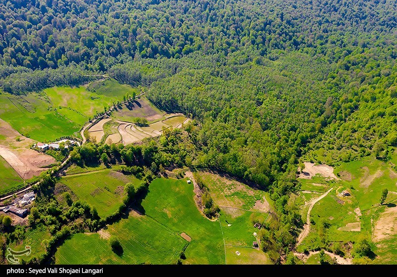 روایت میدانی یک فاجعه/ هیرکانی زیر تیغ قاچاق و ویلاسازی/ جنگلهای ایران آب میرود! قاچاق , اخبار استان گلستان , اخبار شمال , جنگل های هیرکانی , جنگل , نظام مسائل استان گلستان ,